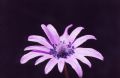 Anemone hortensis